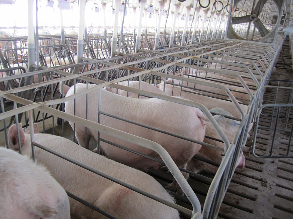 File:Gestation crates 2.jpg